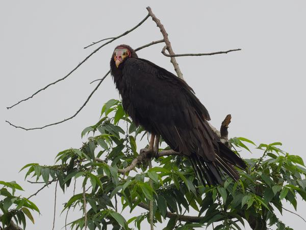 Kleine geelkopgier (Cathartes burrovianus)